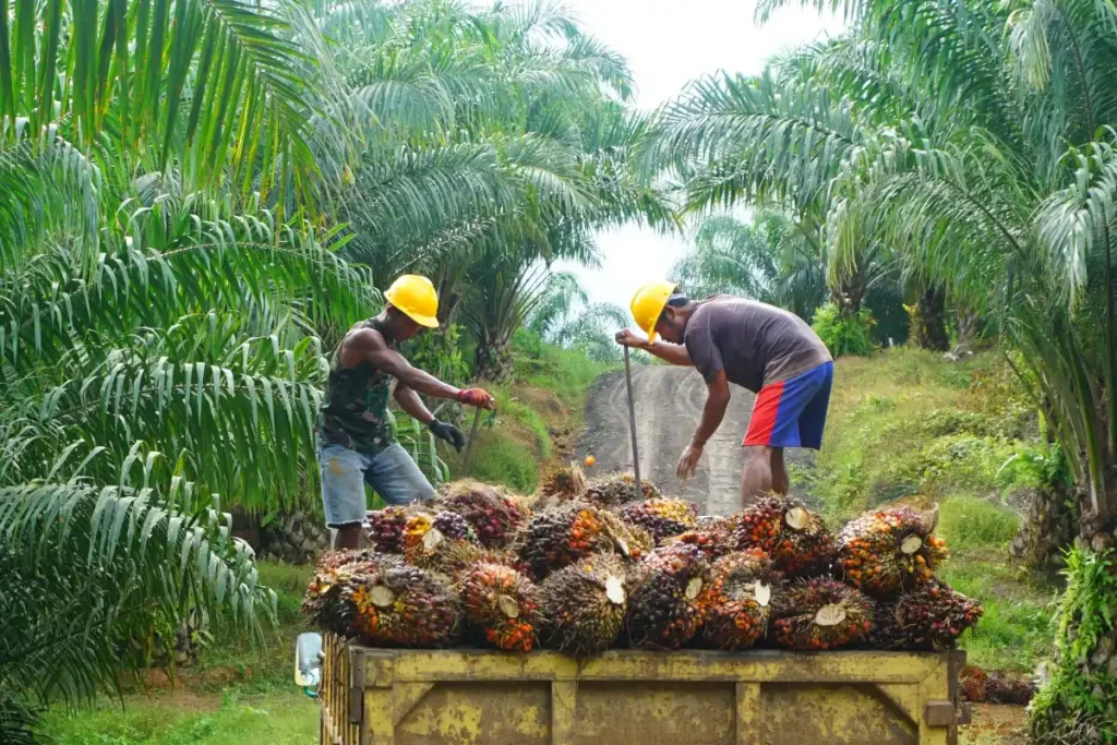 Deforestation due to Palm oil Plantation across the world