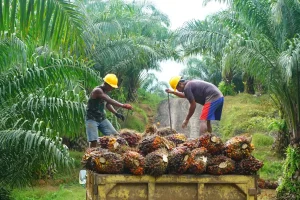 Deforestation due to Palm oil Plantation across the world